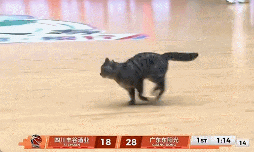 WC！陈国豪！太奇葩了...